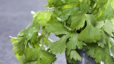 garnishing-instructions-image